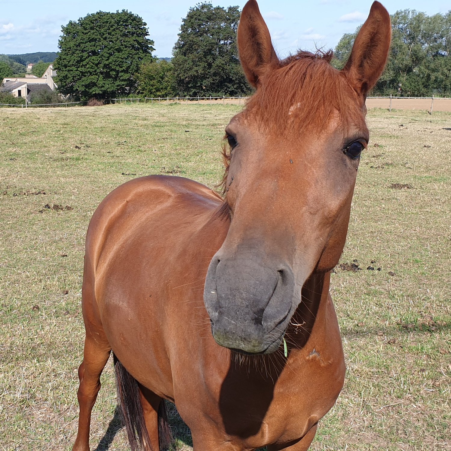 Lire la suite à propos de l’article Ecole d’Equitation les Jonquières